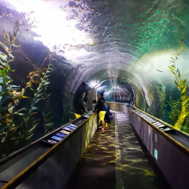 Una famiglia osserva la vita marina all'interno di un tunnel presso l'Acquario della Baia